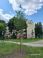 2025.06.25 - Nowe nasadzenia w pasach drogowych